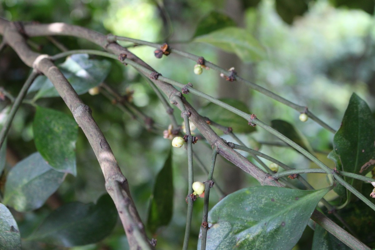 Garcinia cambogioides (Murray) Headland